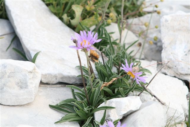 sul Gran Sasso -  Aster alpinus